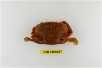 藏品(達氏短槳蟹)的圖片